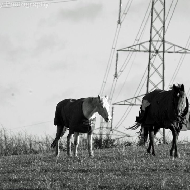 Black & White