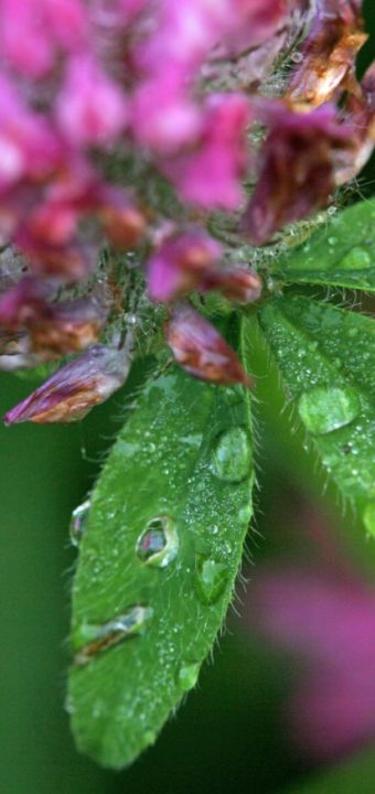 Macro